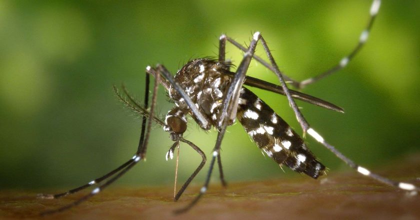 Alerta en Pergamino por brote de Dengue y Chikungunya