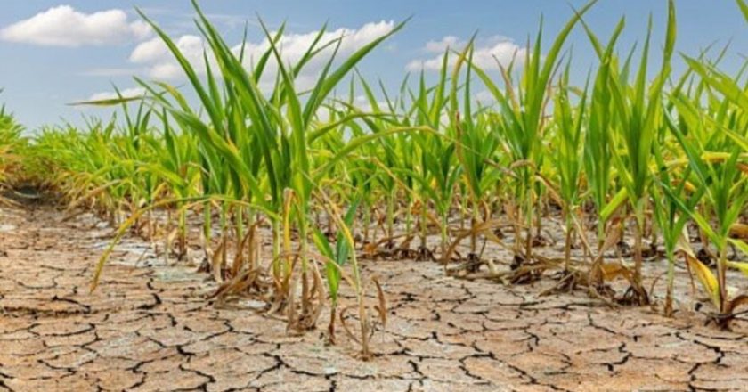 Desde FEBA aseguran que «es alarmante» el impacto de la sequía para pequeños y medianos productores