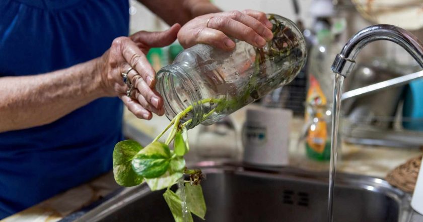 Desde el Ministerio de Salud bonaerense piden tomar medidas para prevenir el dengue