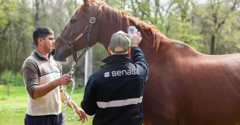 Reportan caso Encefalitis Equina en San Nicolás